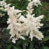 Japán tollbuga – Astilbe japonica 'Deutschland'
