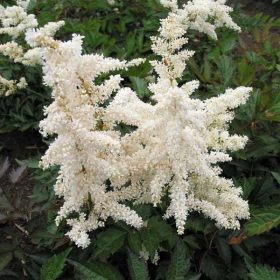 Japán tollbuga – Astilbe japonica 'Deutschland'