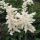 Japán tollbuga – Astilbe japonica 'Deutschland'