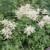 Japán tollbuga – Astilbe japonica 'Deutschland'