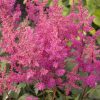 Astilbe japonica 