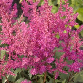 Astilbe japonica 