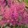 Astilbe japonica 