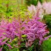 Astilbe japonica 
