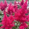 Japán tollbuga – Astilbe japonica 'Red Sentinel'