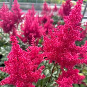   Japán tollbuga – Astilbe japonica 'Red Sentinel'