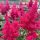 Japán tollbuga – Astilbe japonica 'Red Sentinel'