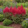 Japán tollbuga – Astilbe japonica 'Red Sentinel'