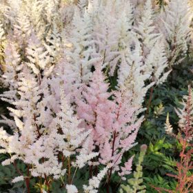 Kerti tollbuga – Astilbe × arendsii 'Bumalda'