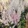 Kerti tollbuga – Astilbe × arendsii 'Bumalda'