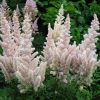 Kerti tollbuga – Astilbe × arendsii 'Bumalda'
