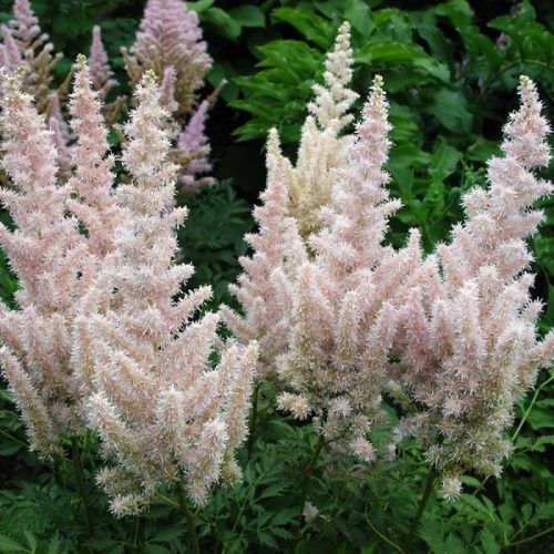 Kerti tollbuga – Astilbe × arendsii 'Bumalda'