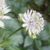 Nagy völgycsillag – Astrantia major 'Shaggy'