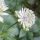 Nagy völgycsillag – Astrantia major 'Shaggy'