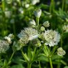 Nagy völgycsillag – Astrantia major 'Shaggy'