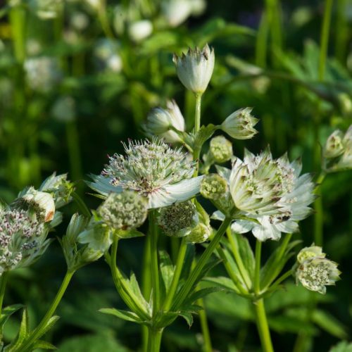 Nagy völgycsillag – Astrantia major 'Shaggy'