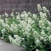 Fehér sarkantyúvirág – Centranthus ruber 'Albus'