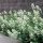 Fehér sarkantyúvirág – Centranthus ruber 'Albus'