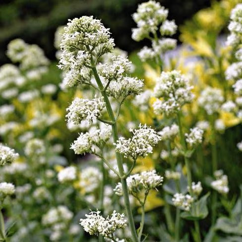 Fehér sarkantyúvirág – Centranthus ruber 'Albus'