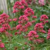 Piros sarkantyúvirág – Centranthus ruber 
