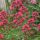 Piros sarkantyúvirág – Centranthus ruber 