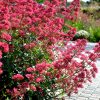 Piros sarkantyúvirág – Centranthus ruber 