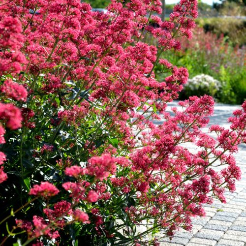 Piros sarkantyúvirág – Centranthus ruber 
