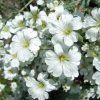 Molyhos madárhúr – Cerastium tomentosum