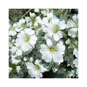 Molyhos madárhúr – Cerastium tomentosum