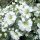Molyhos madárhúr – Cerastium tomentosum