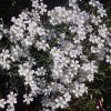 Molyhos madárhúr – Cerastium tomentosum