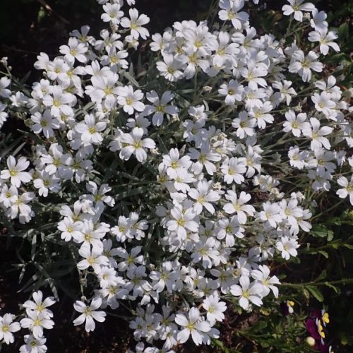 Molyhos madárhúr – Cerastium tomentosum