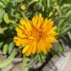 Nagyvirágú menyecskeszem – Coreopsis grandiflora 'Early Sunrise'