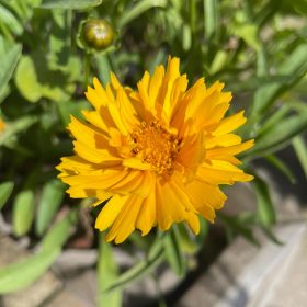   Nagyvirágú menyecskeszem – Coreopsis grandiflora 'Early Sunrise'