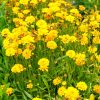 Nagyvirágú menyecskeszem – Coreopsis grandiflora 'Early Sunrise'