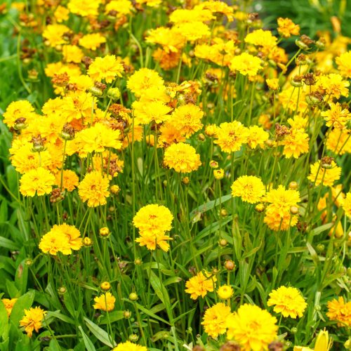 Nagyvirágú menyecskeszem – Coreopsis grandiflora 'Early Sunrise'