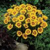 Nagyvirágú menyecskeszem – Coreopsis grandiflora 'Sunfire Yellow Red'