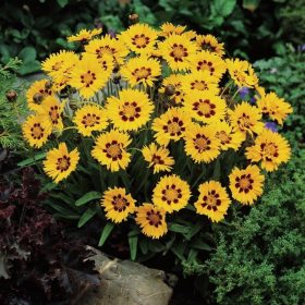  Nagyvirágú menyecskeszem – Coreopsis grandiflora 'Sunfire Yellow Red'