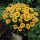 Nagyvirágú menyecskeszem – Coreopsis grandiflora 'Sunfire Yellow Red'