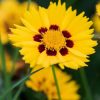 Nagyvirágú menyecskeszem – Coreopsis grandiflora 'Sunfire Yellow Red'