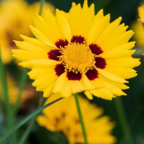 Nagyvirágú menyecskeszem – Coreopsis grandiflora 'Sunfire Yellow Red'