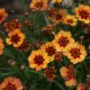 Keskenylevelű menyecskeszem – Coreopsis verticillata 'Twinklebells Copper'