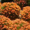 Keskenylevelű menyecskeszem – Coreopsis verticillata 'Twinklebells Copper'