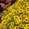 Keskenylevelű menyecskeszem – Coreopsis verticillata 'Twinklebells Sunrise'
