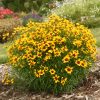 Keskenylevelű menyecskeszem – Coreopsis verticillata 'Twinklebells Sunrise'