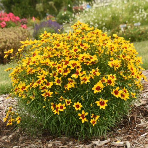 Keskenylevelű menyecskeszem – Coreopsis verticillata 'Twinklebells Sunrise'