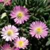 Délvirág – Delosperma 'Jewel of Desert Rosequartz'