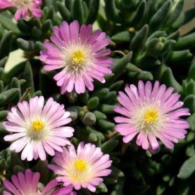   Délvirág – Delosperma 'Jewel of Desert Rosequartz'