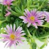 Délvirág – Delosperma 'Jewel of Desert Rosequartz'