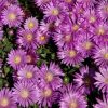 Délvirág – Delosperma obtusum 'Pink Zulu'